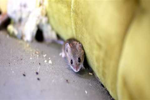 What keeps mice away permanently?