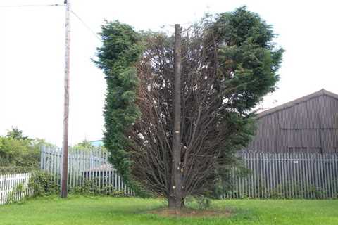 Tree Surgeon Llanfihangel