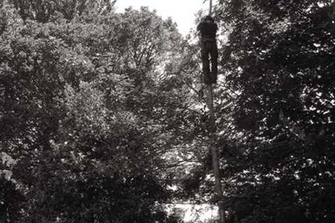 Tree Surgeon Llancarfan