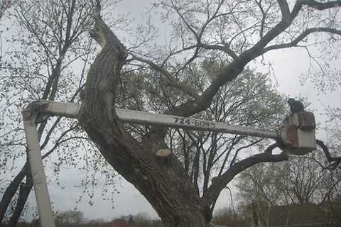 Tree Surgeon Tremorfa