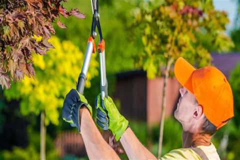 What happens if you prune a tree at the wrong time?