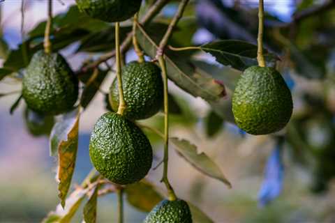 How To Grow an Avocado Tree