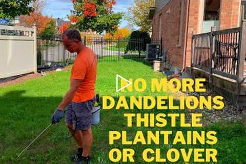 Eliminate Dandelions Thistle Plantains and Clover in the Fall - Fall Lawn Care