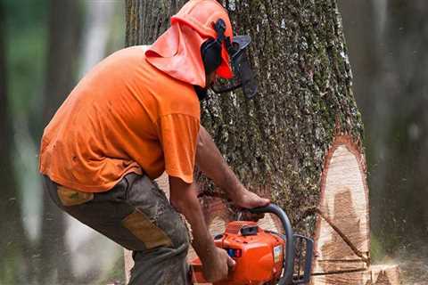 Why is it so expensive to cut down a tree?