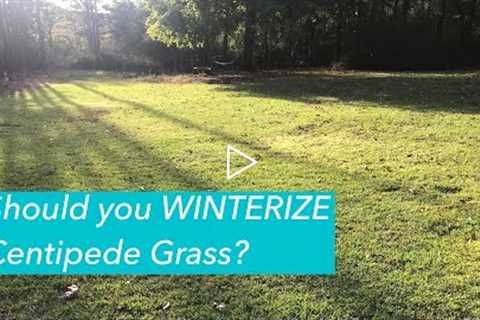 FERTILIZE Centipede Grass in Fall? | Prevent Centipede Decline | WINTERIZER