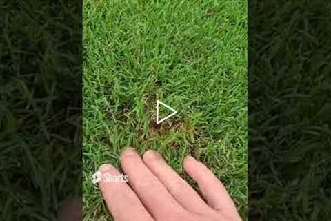 Simple Tip for Keeping Your Lawn Green