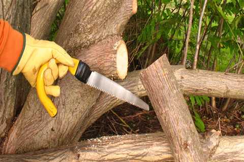 The Benefits Of Hiring A Professional Tree Pruning Service In Virginia