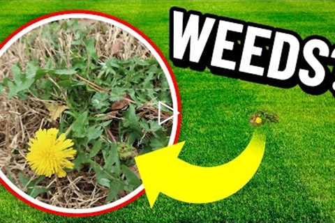 Most Important Weed Control Application of the Year - Winter and Early Spring Lawn Care Tips