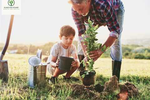 Sunshine Coast Arborist Tree Service