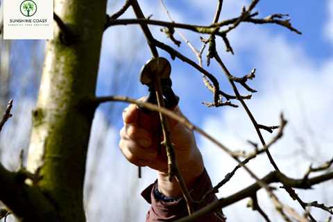 Sunshine Coast Arborist Tree Service