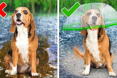 Best Hacks and Gadgets For Your Adorable Pets