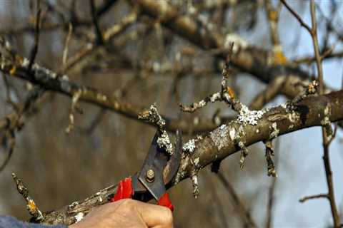 A Comprehensive Guide To Arboriculture For Lawn Care In Georgia