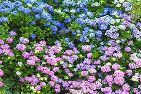 What Your Hydrangeas Can Tell You About Your Soil