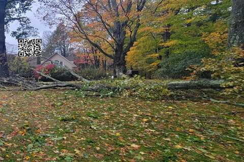 Tree Removal Service Available in Beverly & Beyond