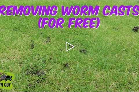 HOW TO REMOVE WORM CASTS (For Free)