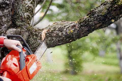 DO'S and DON'TS of Basic Tree Care