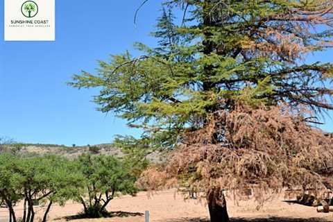 Sunshine Coast Arborist Tree Service