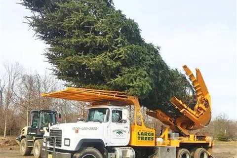 How to Transplant a Large Tree