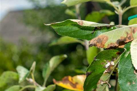 How To Fight A Tree Summer Issues - Sunshine Coast Arborist Tree Service