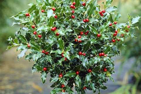 When is the Best Time to Transplant a Holly Tree?