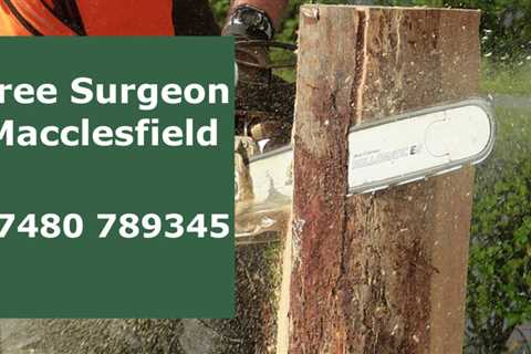 Tree Surgeon Ashley Heath