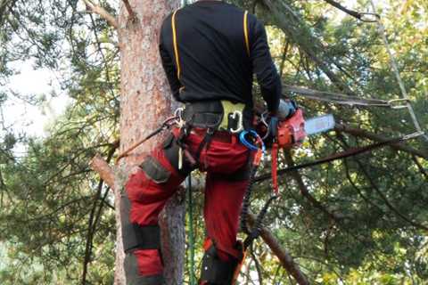 Professional Tree Surgeon Victory Gardens - Tree Removal Felling And Tree Dismantling Service