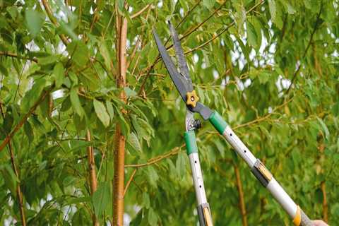 Signs That You Need Tree Maintenance In Fort Wayne, IN