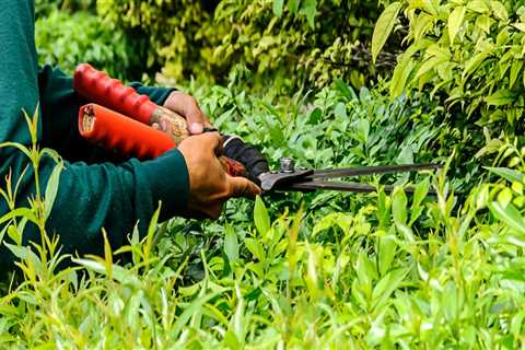 How Tree Trimming Can Improve The Look Of Your Home in Fort Wayne, IN