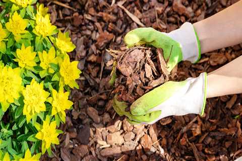 How often should you remove old mulch?