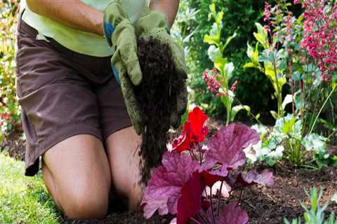 Should you put mulch in your garden?