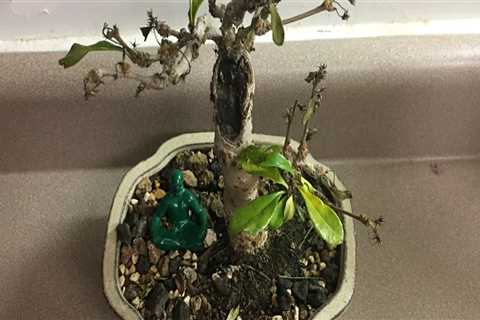 Can you overwater a bonsai tree?