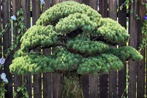 What exactly are bonsai trees?