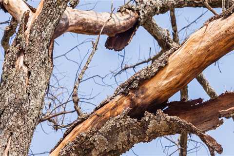What are the signs that a tree is dying?
