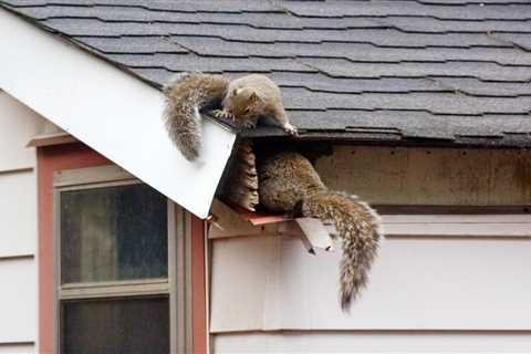 Tips for Getting Rid of Squirrels