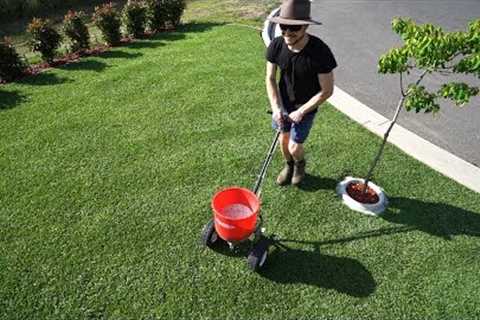 Renovation Lawn Update and Fertilise | Kikuyu Grass