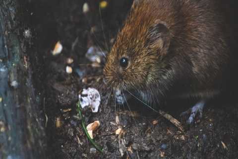 Rodent Removal: What To Do And How To Prevent It In Montgomery, TX