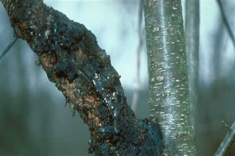 How does tree disease spread?