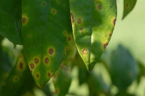 Is tree disease contagious?