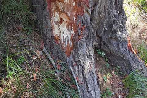 Can fungus spread from tree to tree?