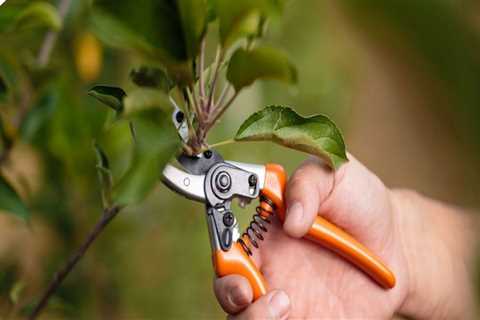 What is pruning and why is it done?