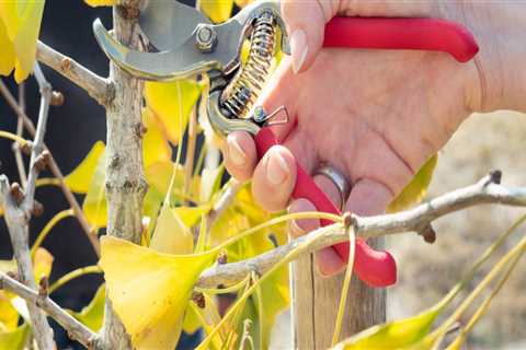 What are the two steps of tree pruning work?