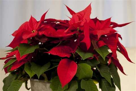 How To Keep a Poinsettia Plant Alive After Christmas