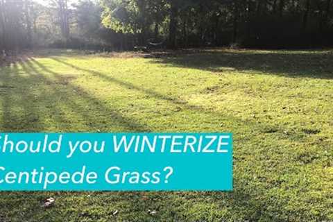 FERTILIZE Centipede Grass in Fall? | Prevent Centipede Decline | WINTERIZER