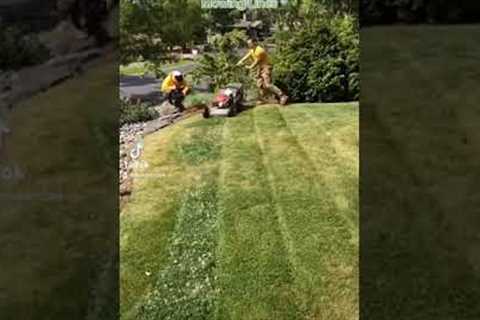 Lawn Care Mowing Tip (adding stripes) #shorts