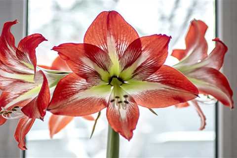 How To Keep an Amaryllis Plant Alive After Christmas