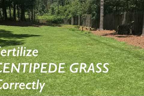 How to FERTILIZE Centipede Grass | Centipede Lawn Care