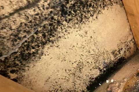 Why You Shouldn’t Undertake a DIY Black Mold Removal