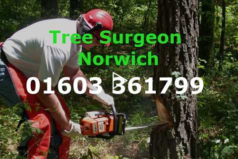 Tree Surgeon Norwich 24 hr Tree Removal Stump Grinding Stump Removal & Tree Felling Services