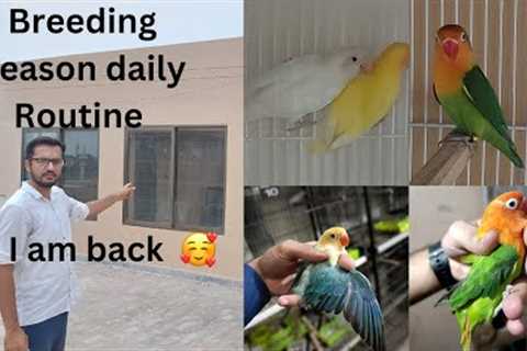 I am back  🥰🥰🥰 | Breeding Season daily Routine | Birds Routine | Bird Shed Maintenance | HWI..