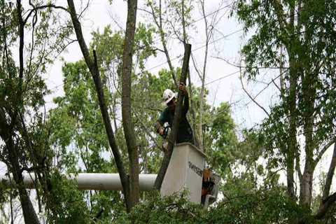 Does trimming a tree make it stronger?